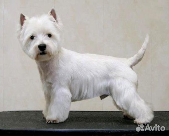 Стрижка собак и кошек