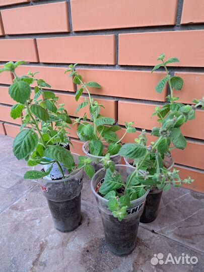 Мята черенки