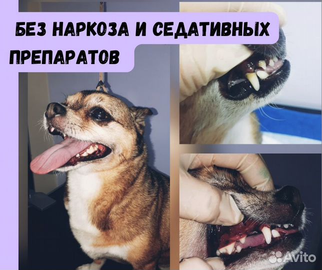 Ультразвуковая чистка зубов для собак