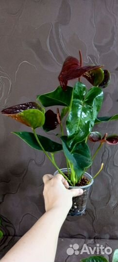 Антуриум Эссенция