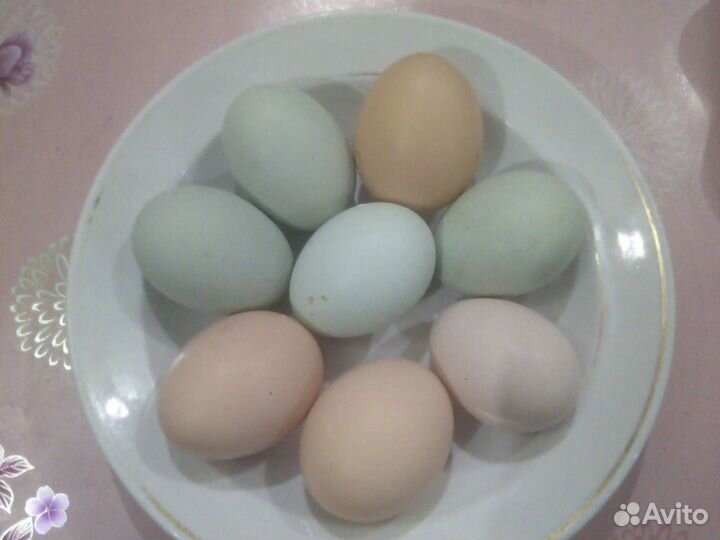 Яйцо куриное