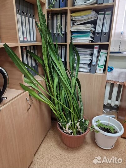 Сансевиерия