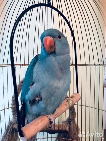 Ожереловый попугай от говорящих родителей