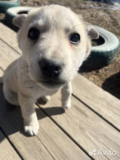 Щенок девочка в добрые руки