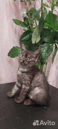 Котики в добрые руки
