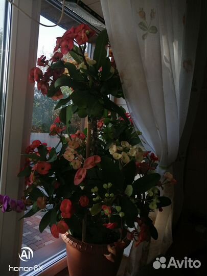 Молочай Миля, сикулент, многолетник