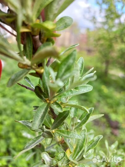 Саженец облепихи