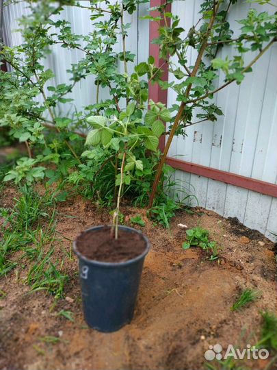 Саженцы ежевики