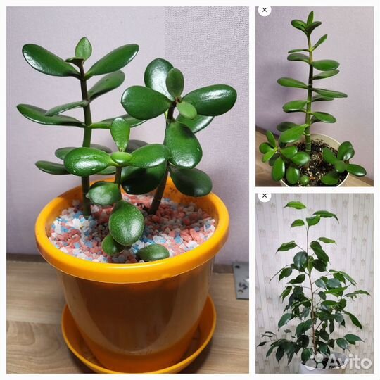 Комнатные цветы