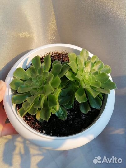 Суккуленты Эониум
