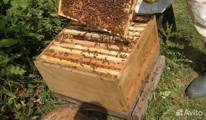 Продам пчелосемьи