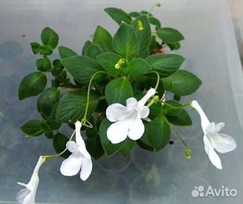 Стрептокарпелла белая на укоренении