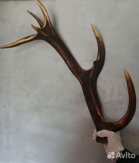 Рога оленя