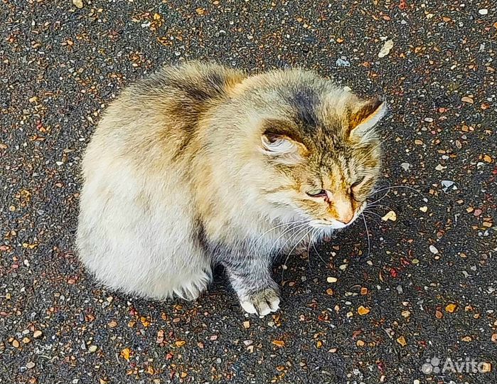 Кошка Муся