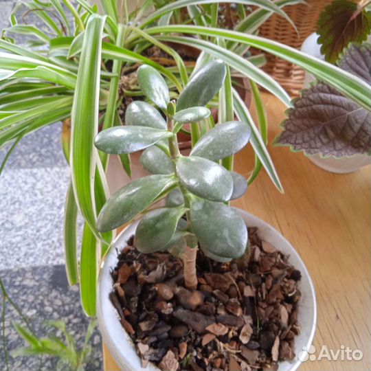 Молочай, толстянка, алое вера, бегония