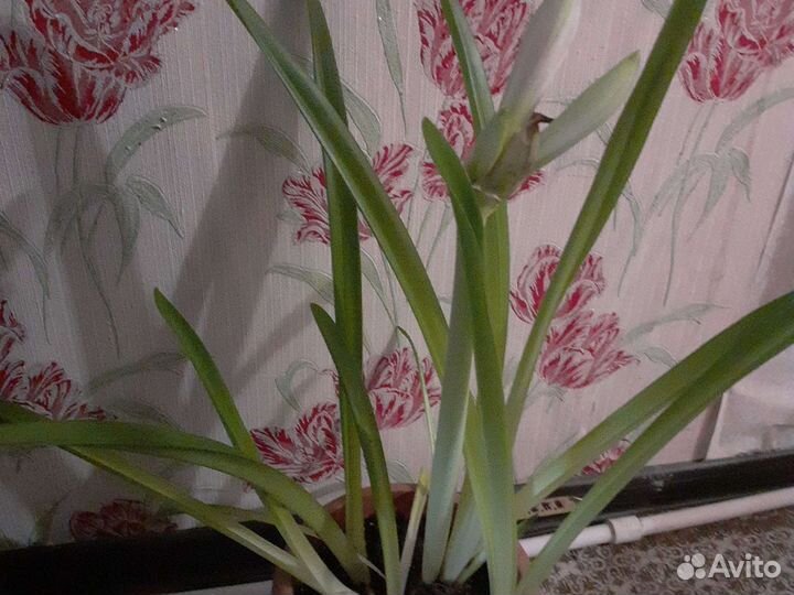 Гиппиаструм