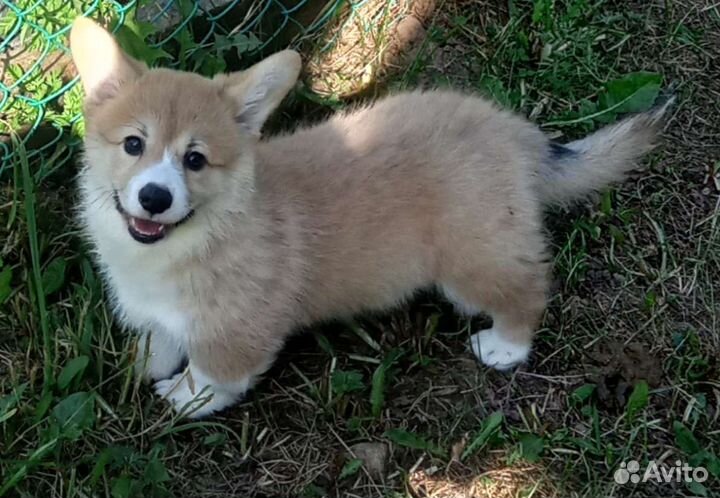 Щенки корги