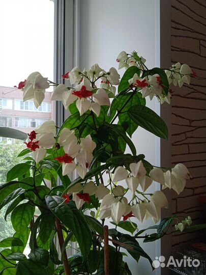 Клеродендрум