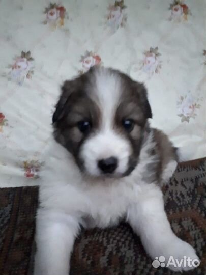 Щеночки дворняжки в дар