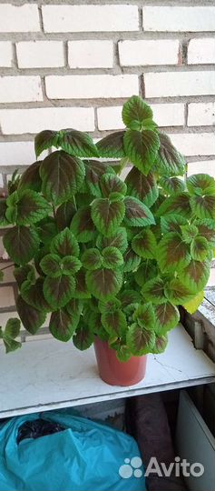 Колеусы сортовые