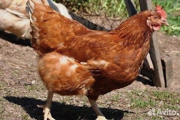 Куры несушки Белые