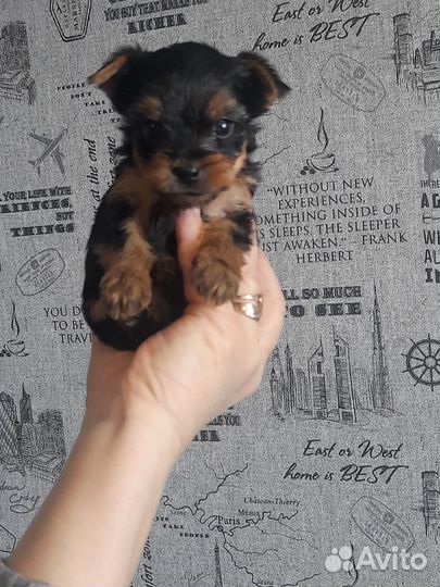 Йоркширский терьер мини беби фейс щенки