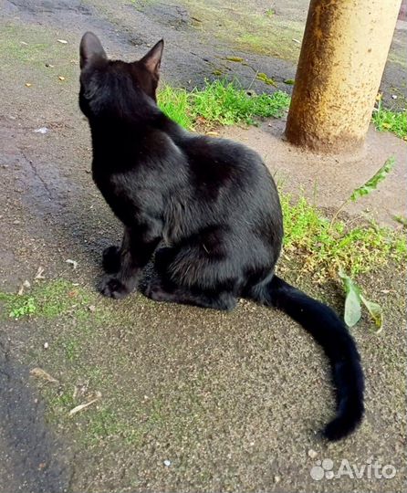 Котенок Черничка ищет дом