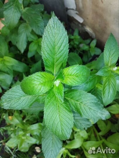 Мята,мелиса