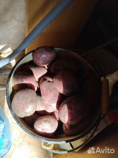 Семенной картофель