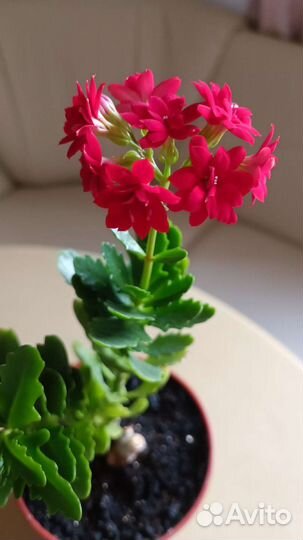 Каланхоэ махровый