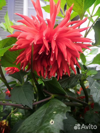 Корни георгин все за 500