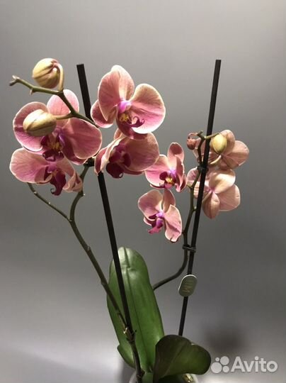 Орхидея фаленопсис