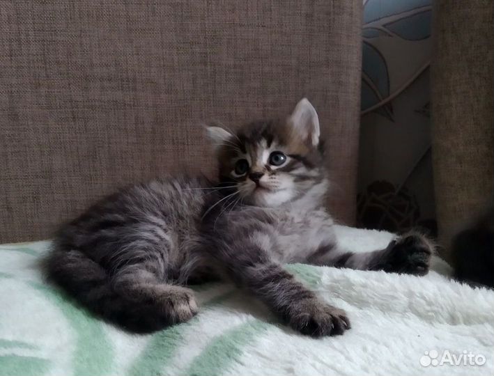 Котят мальчиков и девочек отдаем бесплатно