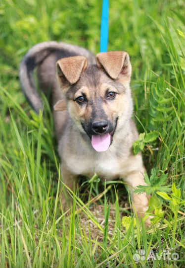 Собака в добрые руки щенок