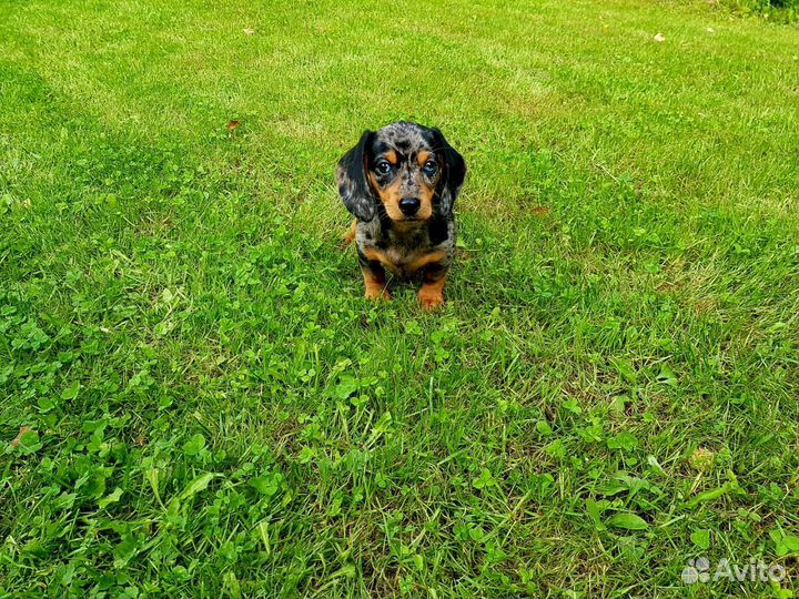 Щенки кроличьей таксы