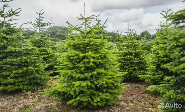 Ель новогодняя оптом и в розницу