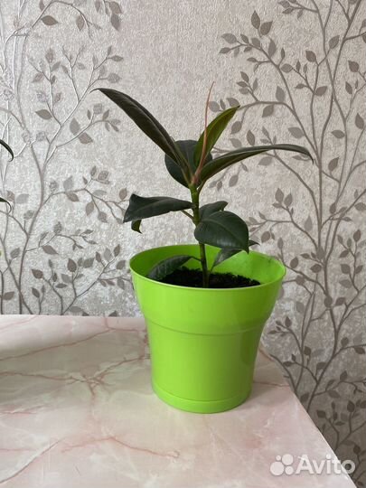 Фикус каучуконосный