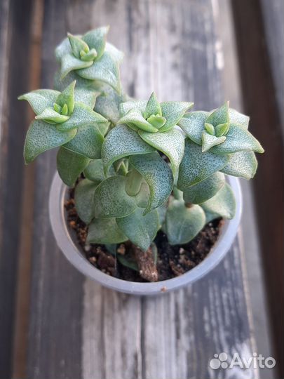 Крассулы различные
