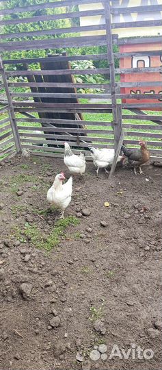 Куры несушки доминант