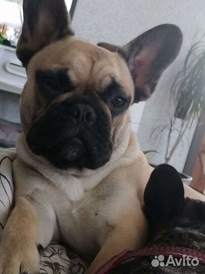 Французский красавчик