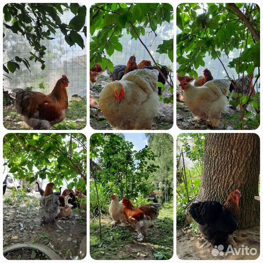 И/яйцо кур Кохинхин,Бентамка