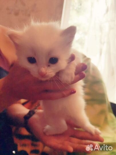 Котята в добрые руки даром