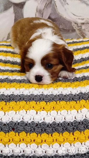 Кавалер кинг чарльз спаниель