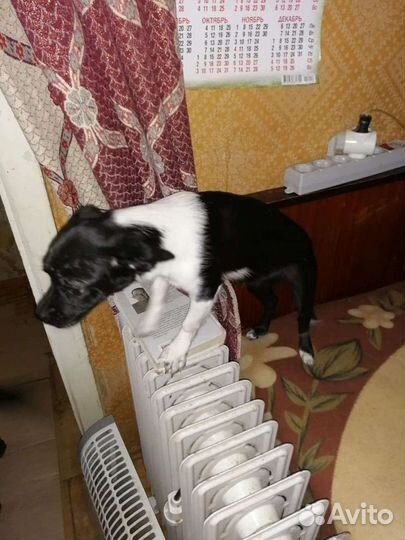 Собака в добрые руки метис