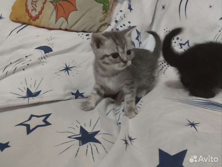 Продам котят