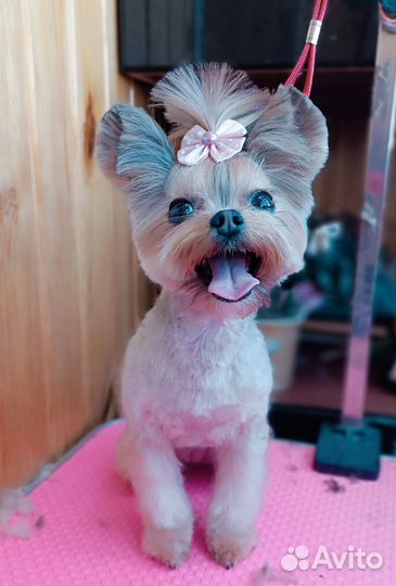 Груминг/стрижка собак и кошек. Тримминг, вычес