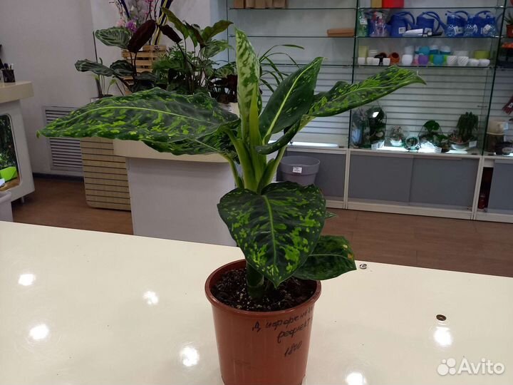 Комнатные цветы