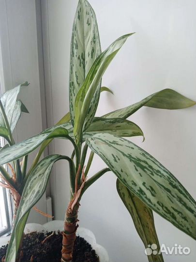 Аглаонема сильвер, цветы