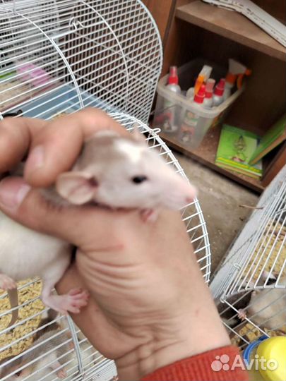 Крысы дамбо