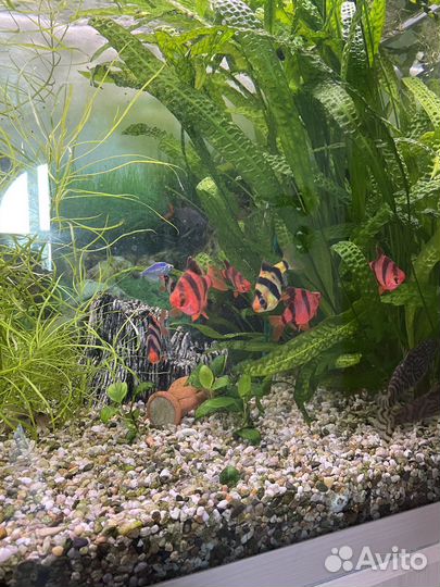 Аквариум 300литров